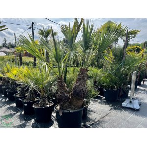 Palma vláknitá (Washingtonia filifera) – výška kmeňov 50-60 cm/80-90 cm, celková výška 200 cm, kont. C110L (-4°C) - DVOJIČKY